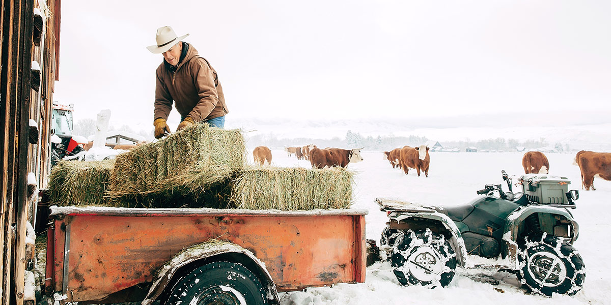 Person unloading bales of hay from back of pick-up truck